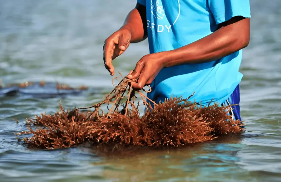Photo: Seaweed harvested near Devon, UK.